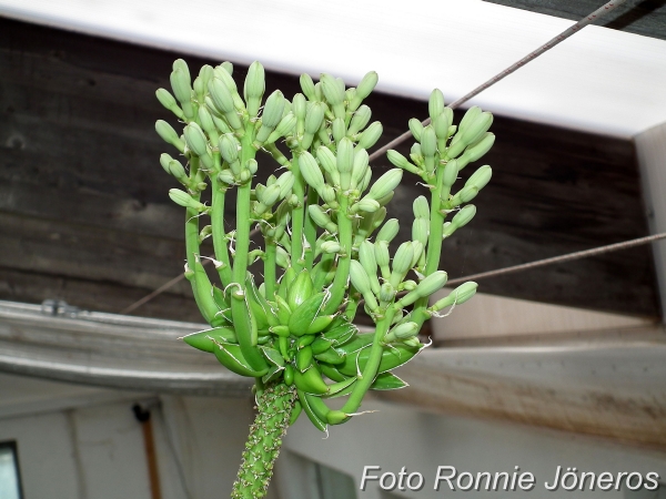 Agave Viktoria regine som snart blommar på blomma